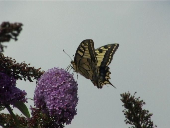 Schwalbenschwanz ( Papilio machaon ), auf Sommerflieder : Nettetal, NABU Naturschutzhof, 03.08.2005